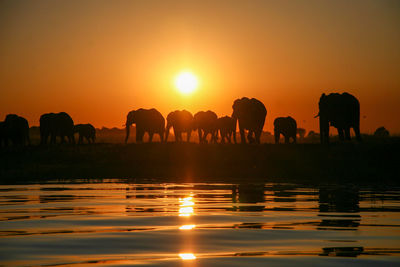 African elephant, wildlife scene in nature habitat