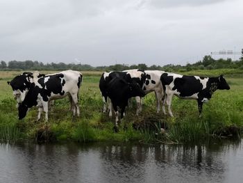 Cows grazing