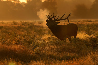 View of deer on field