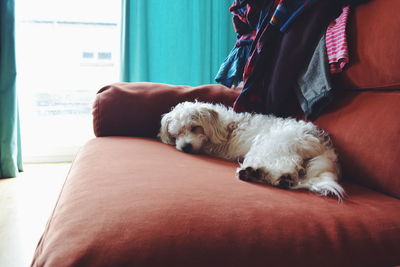 Dog sleeping on sofa