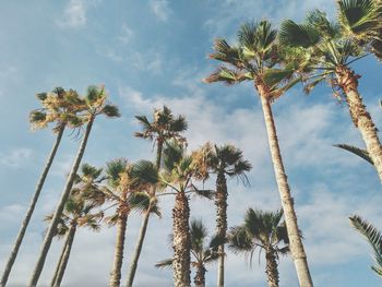 Low angle view of palm trees against cloudy sky