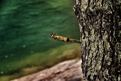 Close-up of tree trunk