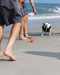 Low section of men with bulldog at beach