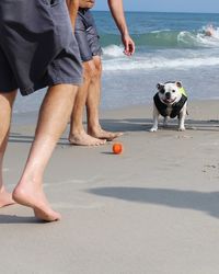 Low section of men with bulldog at beach