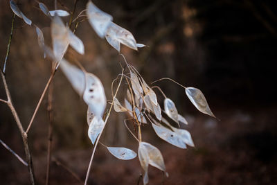 Close-up of dry leaf on field