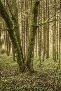 Trees in forest