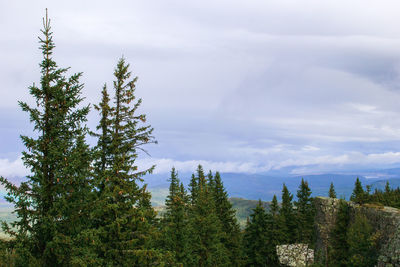 View on mountains landscape with fir trees on foreground and cloudy sky on background. 