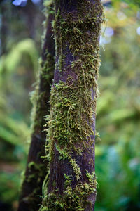 Moss growing on tree trunk in forest