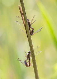 Close-up of insect on plant