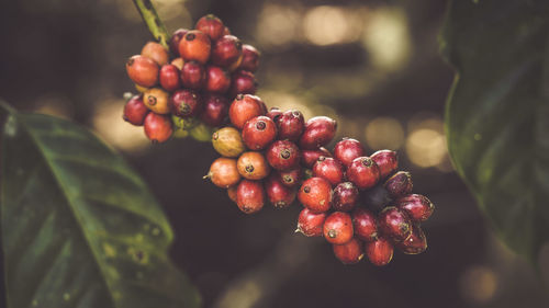 Close-up of red berries growing on tree