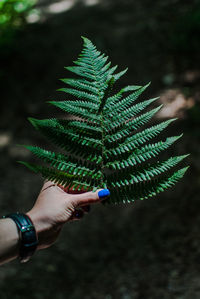 Close-up of hand holding leaf