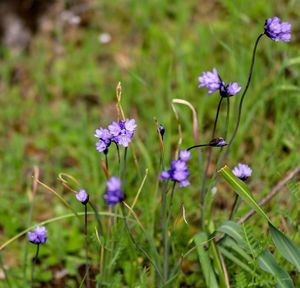 Close-up of purple flowers blooming outdoors