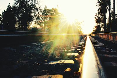 Sun shining through trees