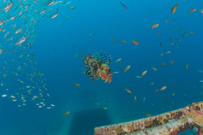 Fish swimming in sea