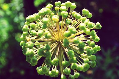 Close-up of flowering plant