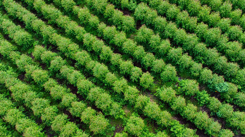 Full frame shot of agricultural field