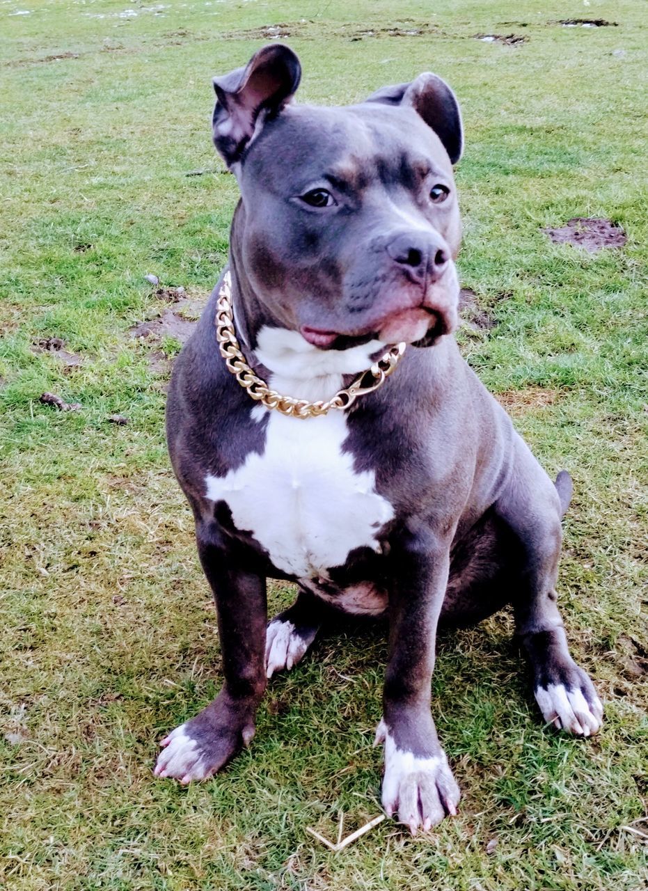 animal themes, animal, one animal, pet, domestic animals, dog, mammal, canine, grass, plant, bulldog, no people, field, day, terrier, collar, land, nature, sitting, portrait, pet collar, looking, looking away, full length, outdoors, pit bull terrier, high angle view