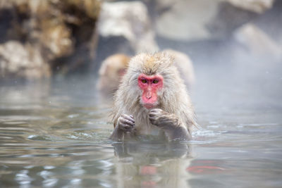 Portrait of monkey swimming in lake