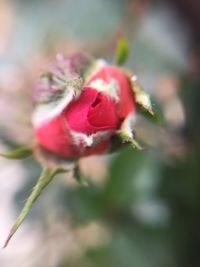 Close-up of rose flower