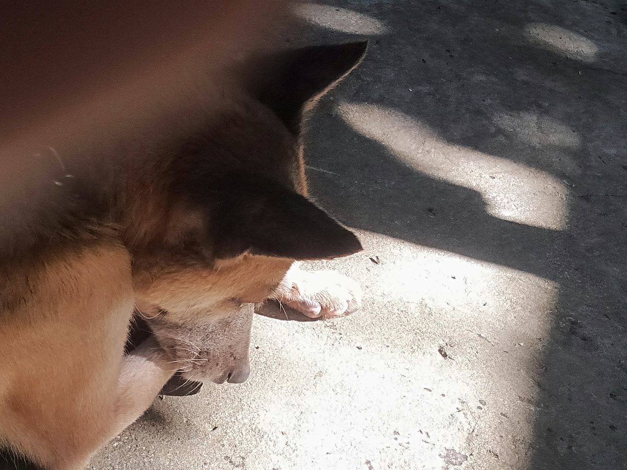 HIGH ANGLE VIEW OF DOG WITH SHADOW ON THE BACKGROUND