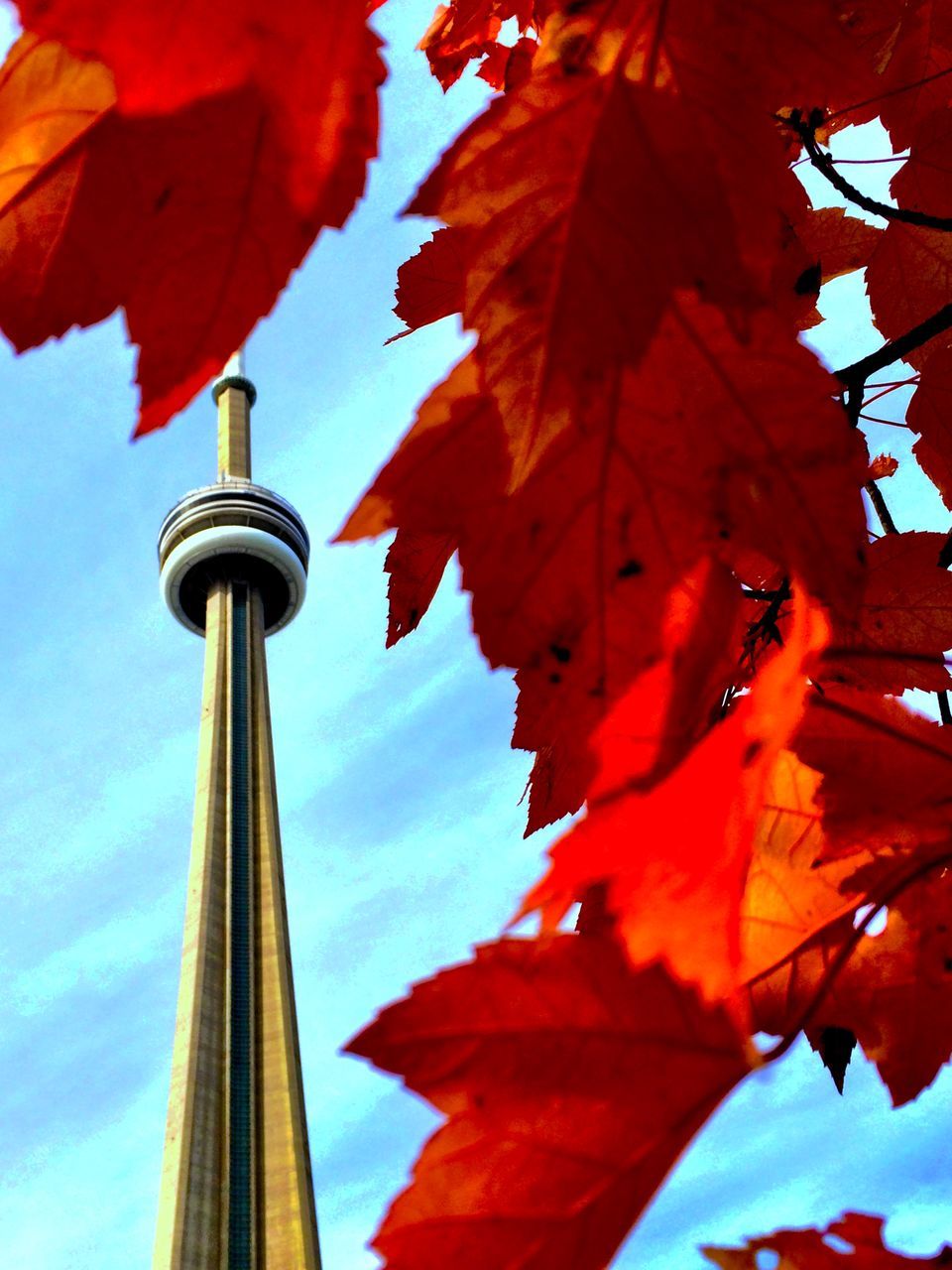 low angle view, red, orange color, built structure, autumn, tower, architecture, tall - high, sky, leaf, change, building exterior, tree, day, branch, outdoors, clear sky, season, no people, nature