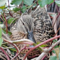 Close-up of birds in nest