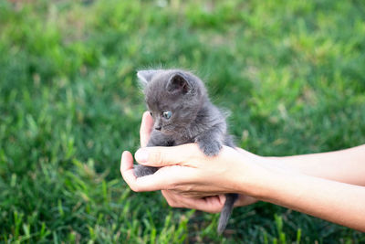 Gray kitten one month old in hands. cat and green lawn outside. copy space