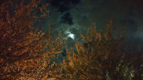 Low angle view of trees against sky at night