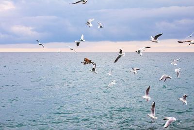 Flock of seagulls flying over sea