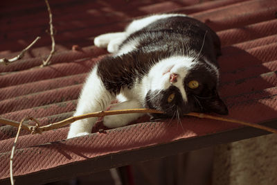 Portrait of cat relaxing on floor