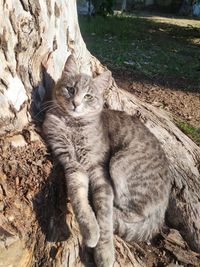 High angle view of cat on field