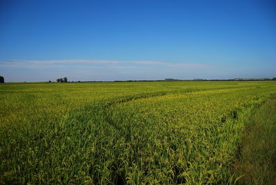 Scenic view of agricultural field against clear sky