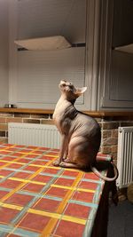 Dog sitting on chair at home