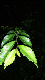 Close-up of raindrops on leaves