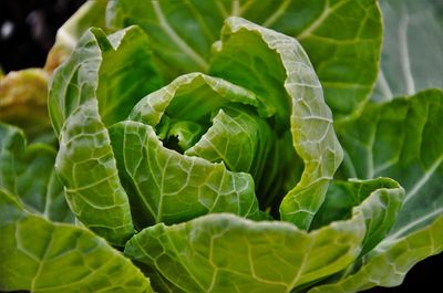 Close-up of cabbage growing on field