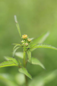 Close-up of insect on plant