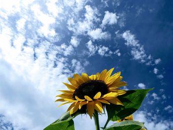 Low angle view of sunflower against sky