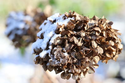 Close-up of dry plant during winter