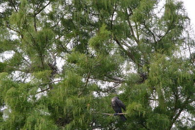Low angle view of bird on a tree