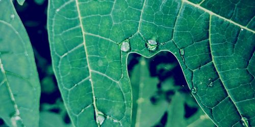 Close-up of green leaf