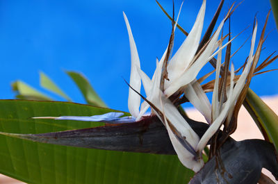 Close-up of plant against blue sky