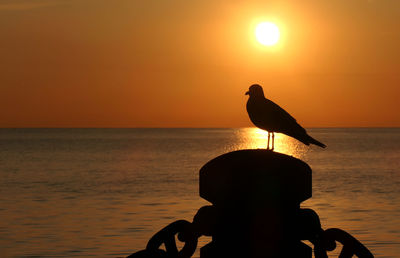 Silhouette bird on sea shore against orange sky