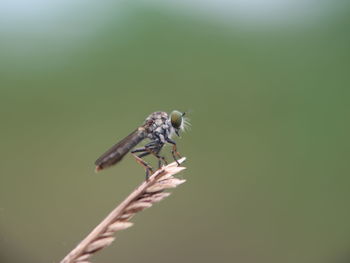 Close-up of insect