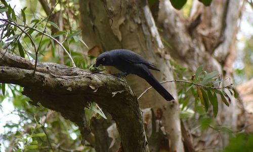 Bird perching on a tree