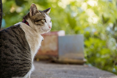 Side view of a cat looking away