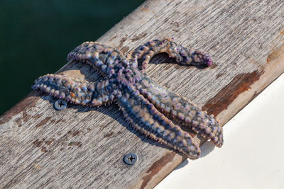 Close-up of lizard on wood