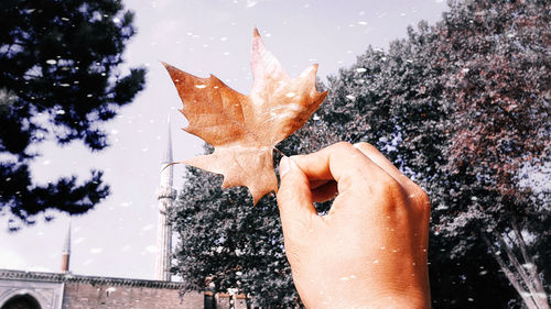 Person holding maple leaf against tree