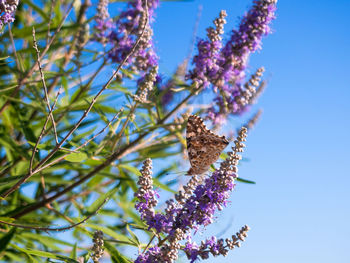 Low angle view of pink flowering plant against sky