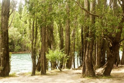 Trees in forest