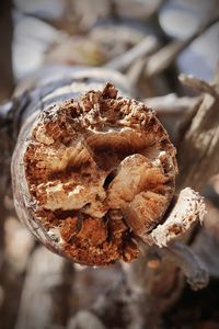 Close-up of mushroom growing on plant